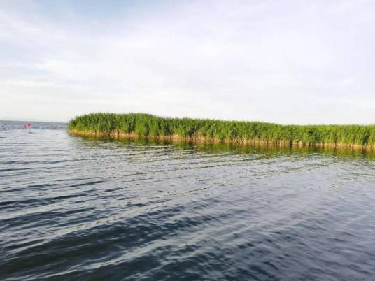 乌梁素海湿地