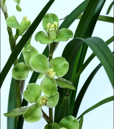 玉海棠（植物）