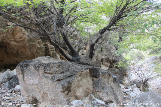 生命树（寺口风景区内一棵很特别的树）