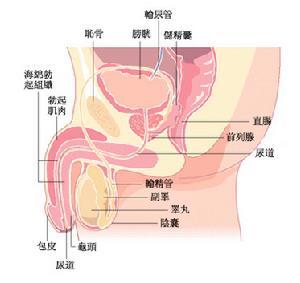 无精子症