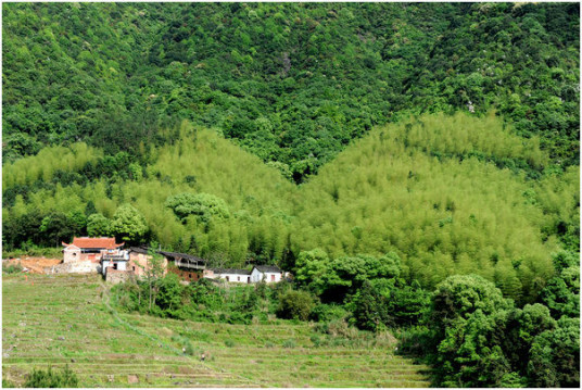 林洋村（洋里乡下辖村）