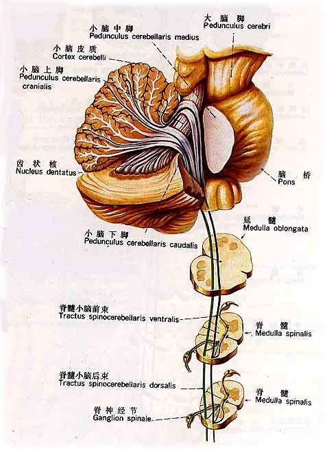 脊髓小脑失调症