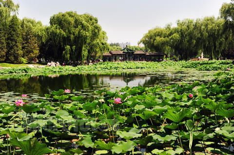 莲花池（湖北省仙桃市古城莲花池）