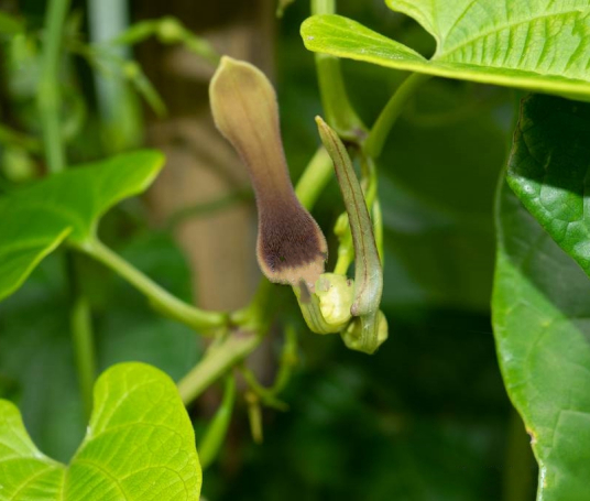 耳叶马兜铃（马兜铃科马兜铃属植物）