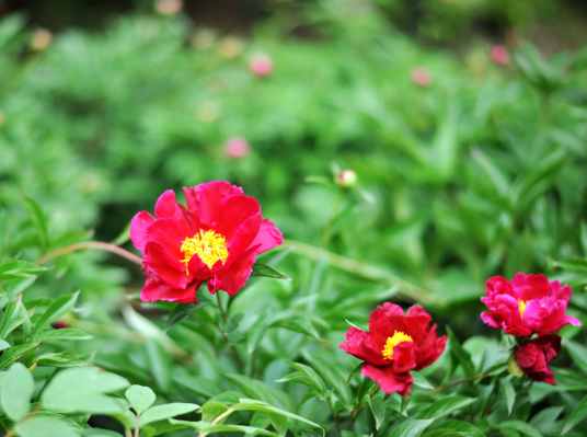 赤龙（芍药属杂交品种）