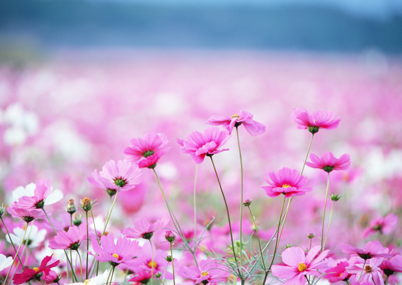 格桑花图片