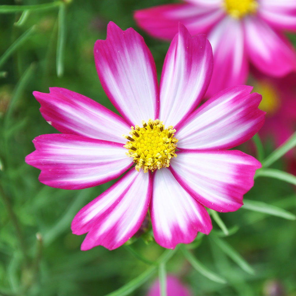 格桑花图片