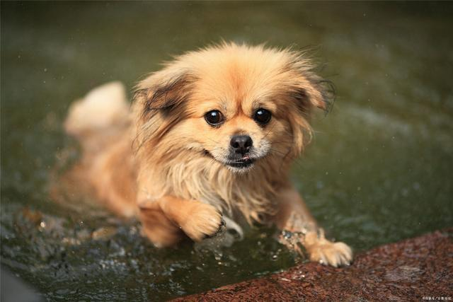 被狗狗隔着衣服咬了，但是没有破皮，需要去打狂犬疫苗吗？