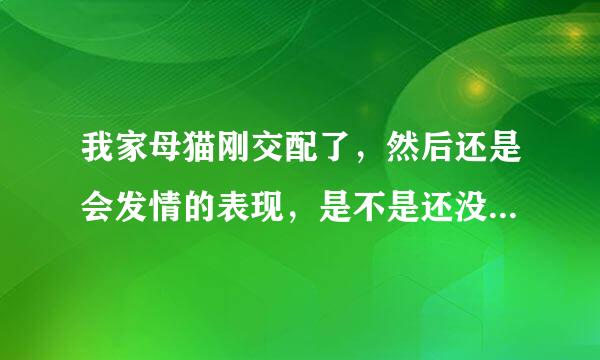 我家母猫刚交配了，然后还是会发情的表现，是不是还没交配成功？