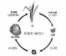 福寿螺的生长繁殖