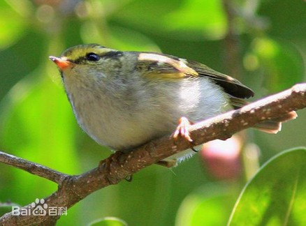 柳莺吃什么？