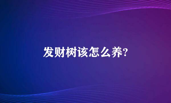 发财树该怎么养?