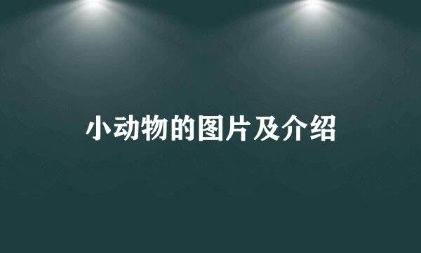 小动物的图片及介绍