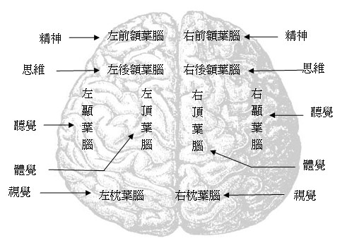 大脑皮层的五大功能区有哪些？