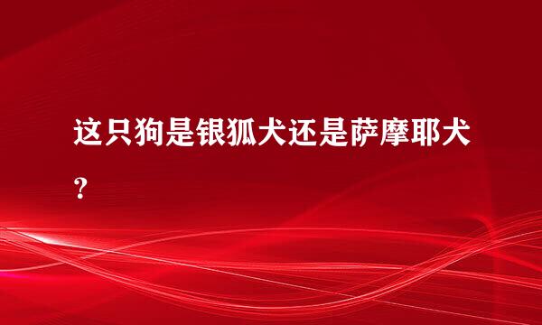 这只狗是银狐犬还是萨摩耶犬？