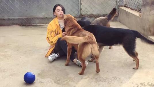 《奇兵神犬》什么时候播出？