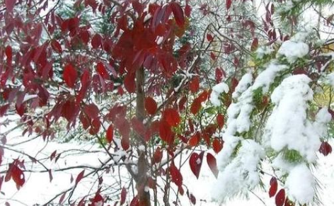 中国最冷小镇迎来今秋首场大雪，你喜欢下雪吗？