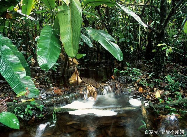 如果亚马逊雨林被烧光了，地球上的氧气会不会减少很多？