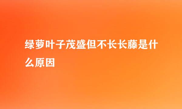 绿萝叶子茂盛但不长长藤是什么原因