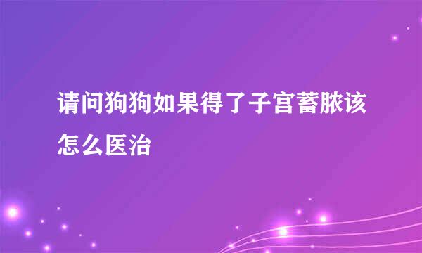 请问狗狗如果得了子宫蓄脓该怎么医治