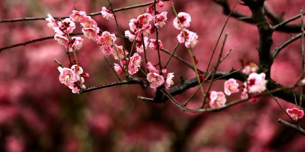 梅花的特点?比喻什么人?