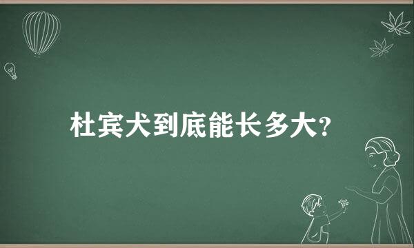 杜宾犬到底能长多大？