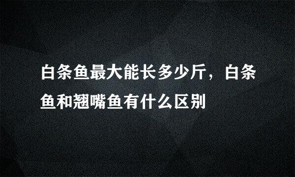 白条鱼最大能长多少斤，白条鱼和翘嘴鱼有什么区别