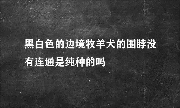 黑白色的边境牧羊犬的围脖没有连通是纯种的吗