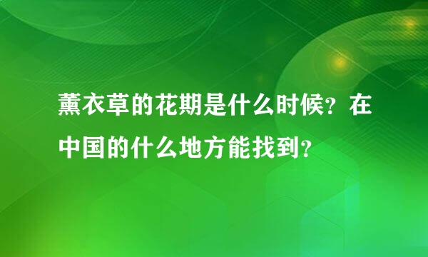 薰衣草的花期是什么时候？在中国的什么地方能找到？