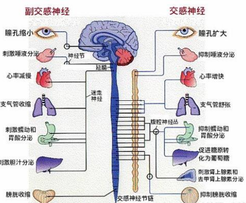 交感神经系统和副交感神经系统的区别和联系