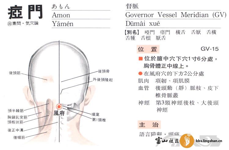 督脉的穴位名称