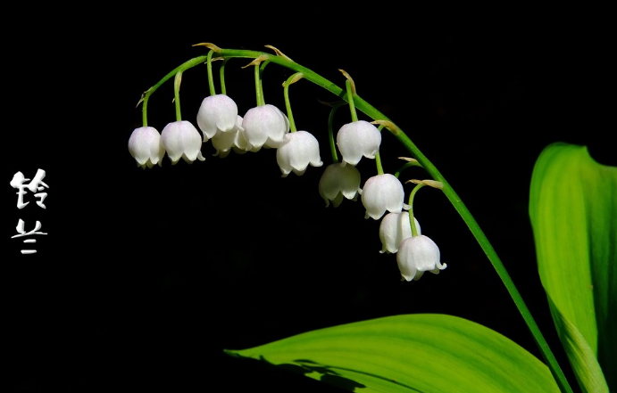 铃兰花语是什么 铃兰花语和传说 铃兰花的花语