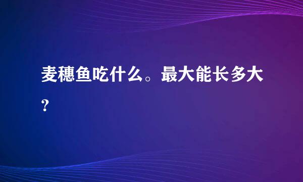 麦穗鱼吃什么。最大能长多大？