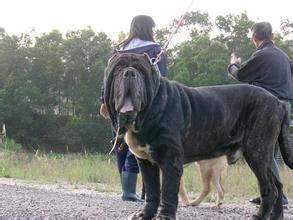 那不勒斯獒是不是纽波利犬