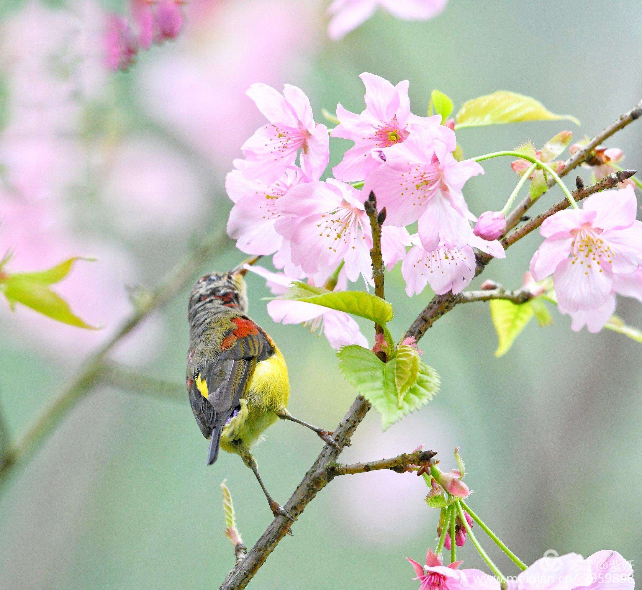 “芳树无人花自落，春山一路鸟空啼”，是什么意思？