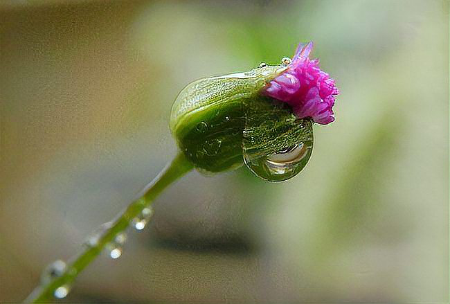 叶影参差和花影迷离造句