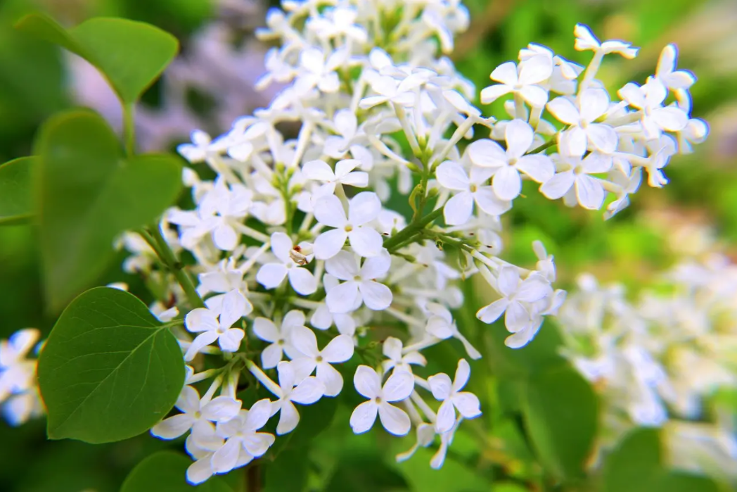 丁香花是什么颜色的