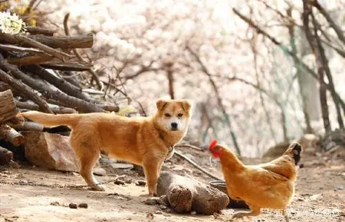 鸡犬相闻的意思