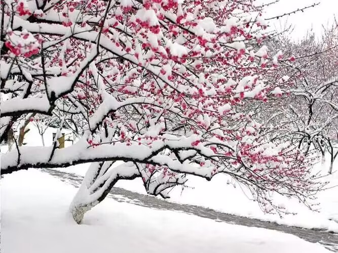 三月桃花雪的寓意和象征