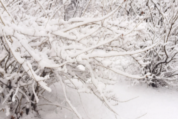 鹅毛大雪造句