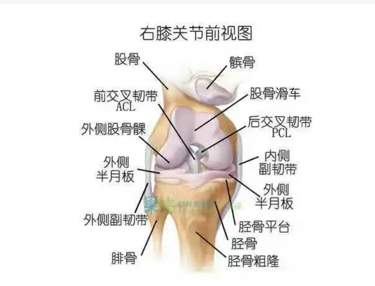 膝髁的意思