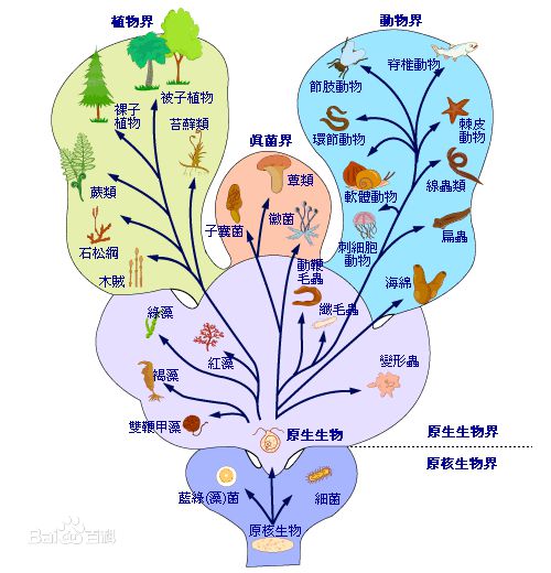 动植物是怎样分类的？