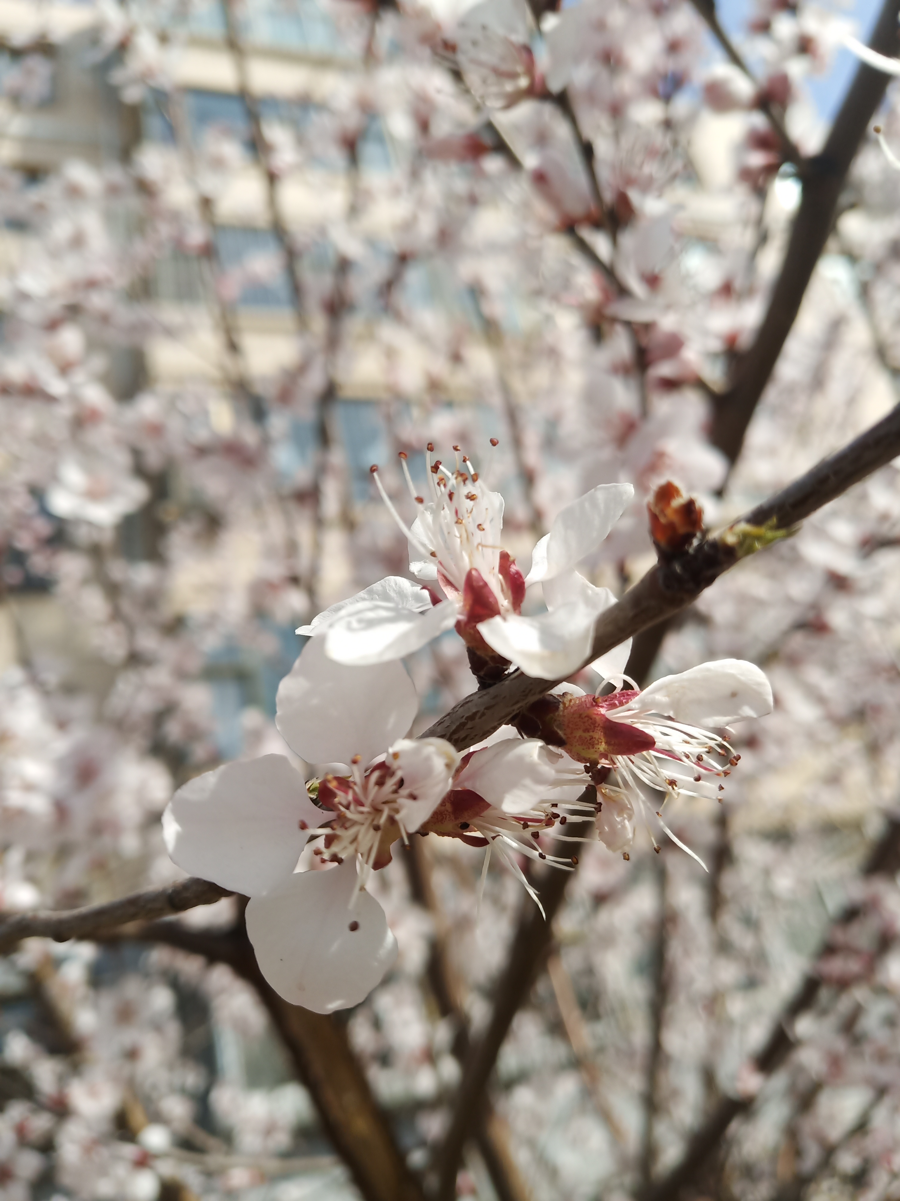 春暖花开是指几月？