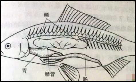 鱼膘怎么念