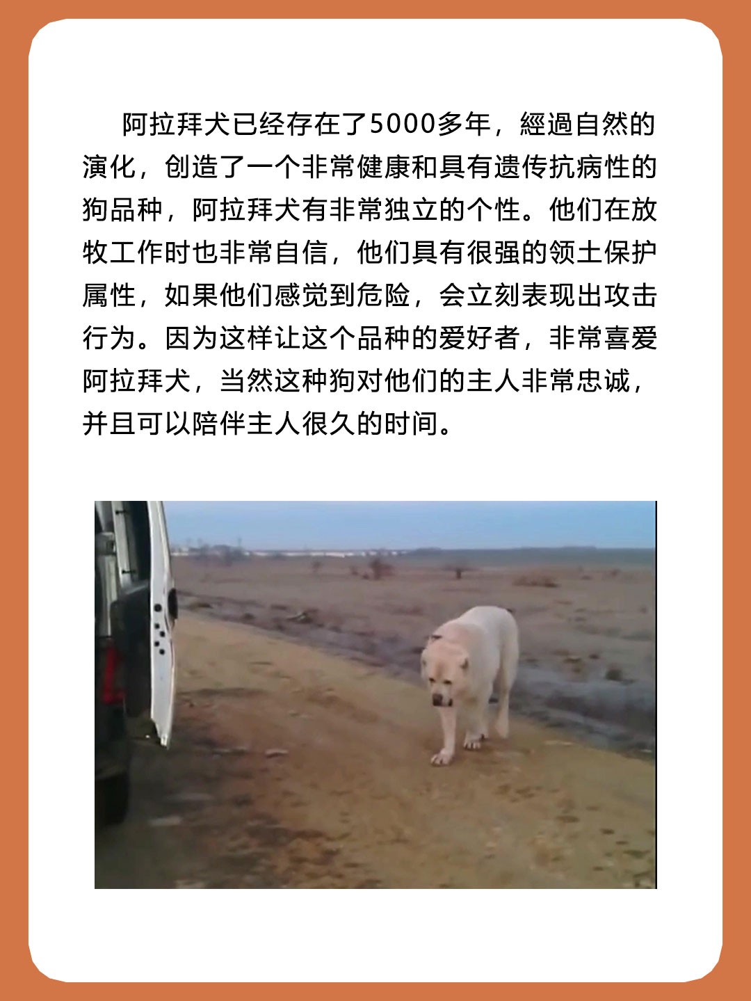 阿拉拜犬被称为中亚牧羊犬，是天生的狗王