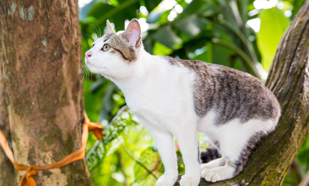 好奇害死猫是什么意思？