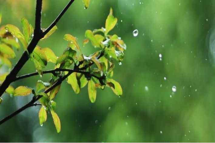 春夜喜雨的意思古诗的意思