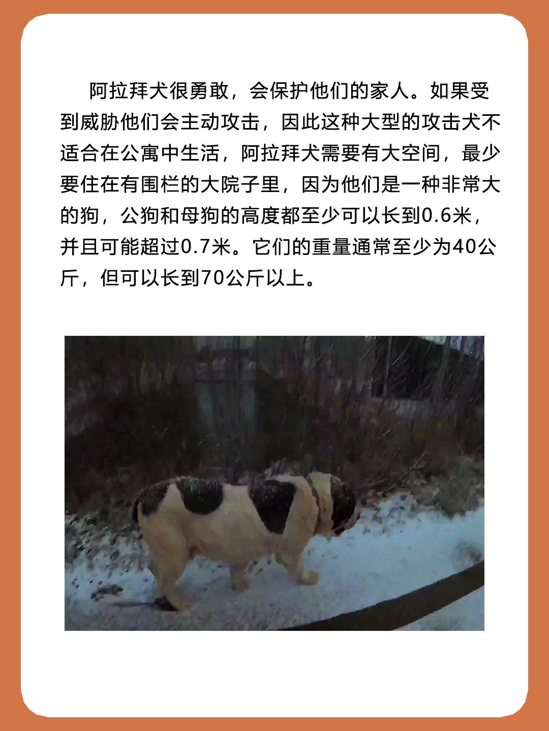 阿拉拜犬被称为中亚牧羊犬，是天生的狗王