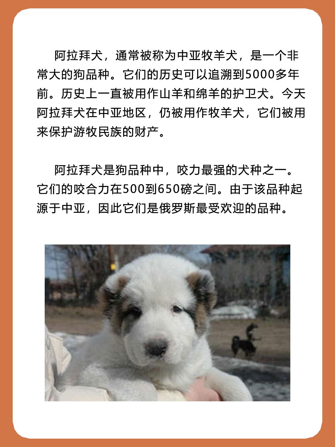 阿拉拜犬被称为中亚牧羊犬，是天生的狗王