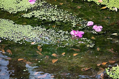 落花流水是什么意思